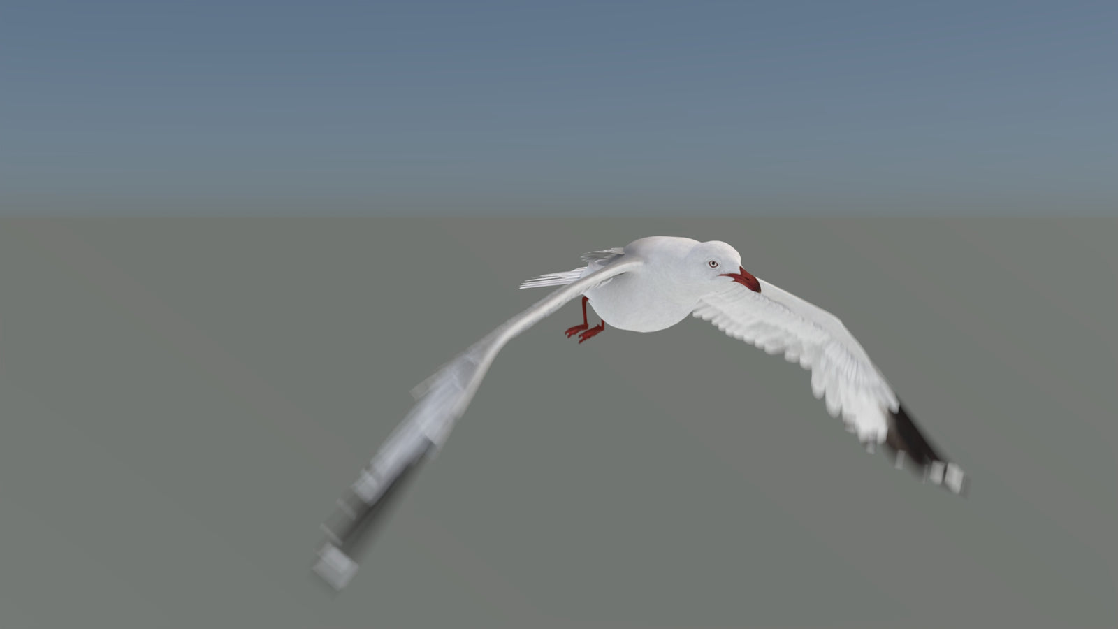 Animated Seagull 3D Model 360° view 5 frame 4