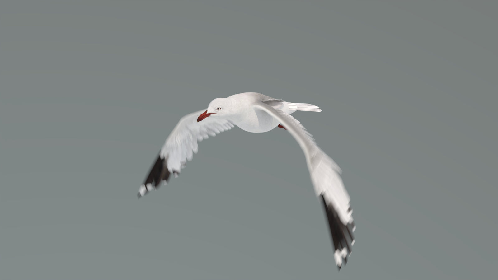 Animated Seagull 3D Model 360° view 4 frame 6