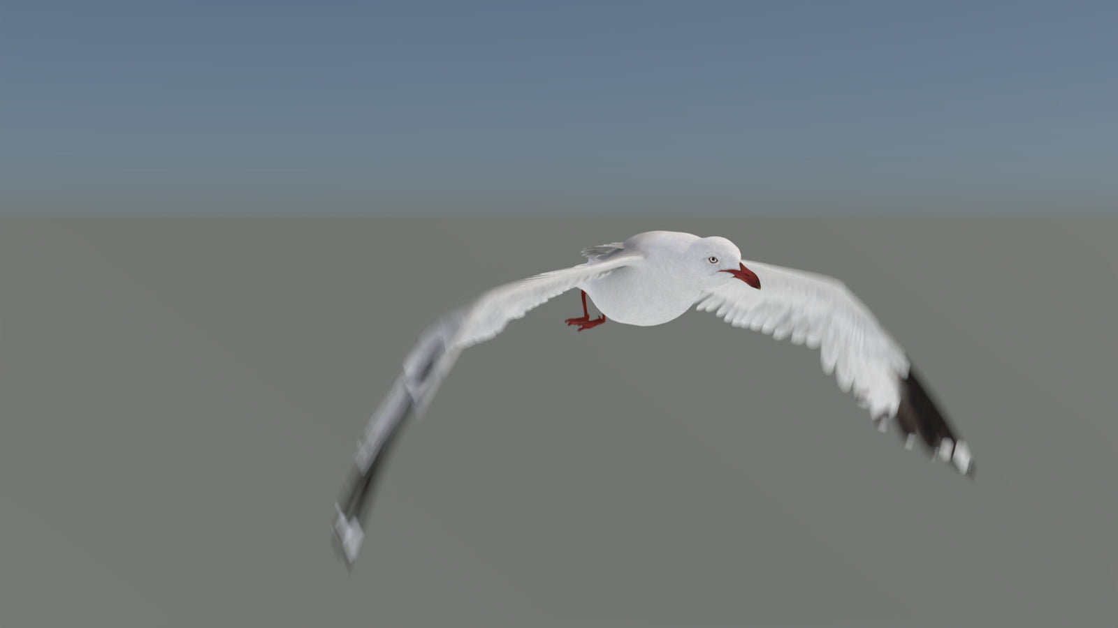 Animated Seagull 3D Model 360° view 5 frame 7