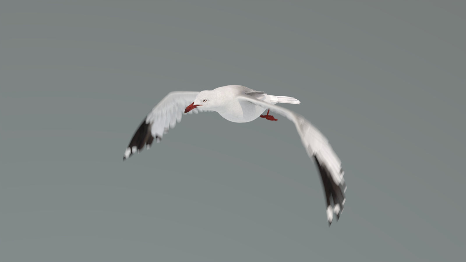 Animated Seagull 3D Model 360° view 4 frame 8