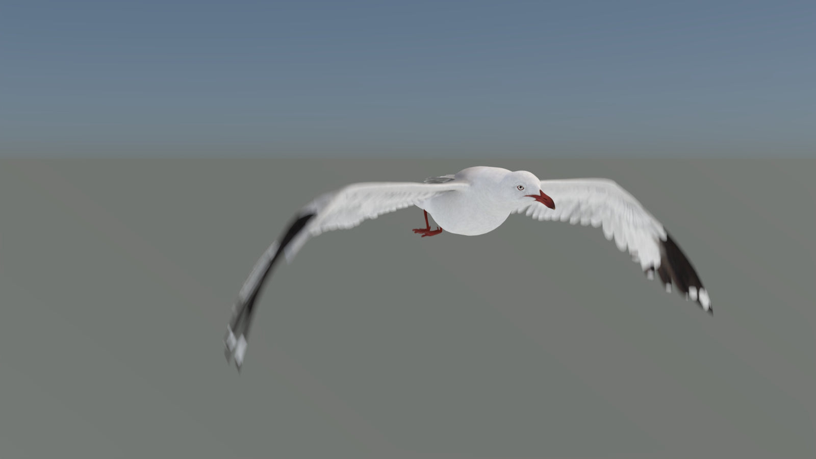 Animated Seagull 3D Model 360° view 5 frame 9