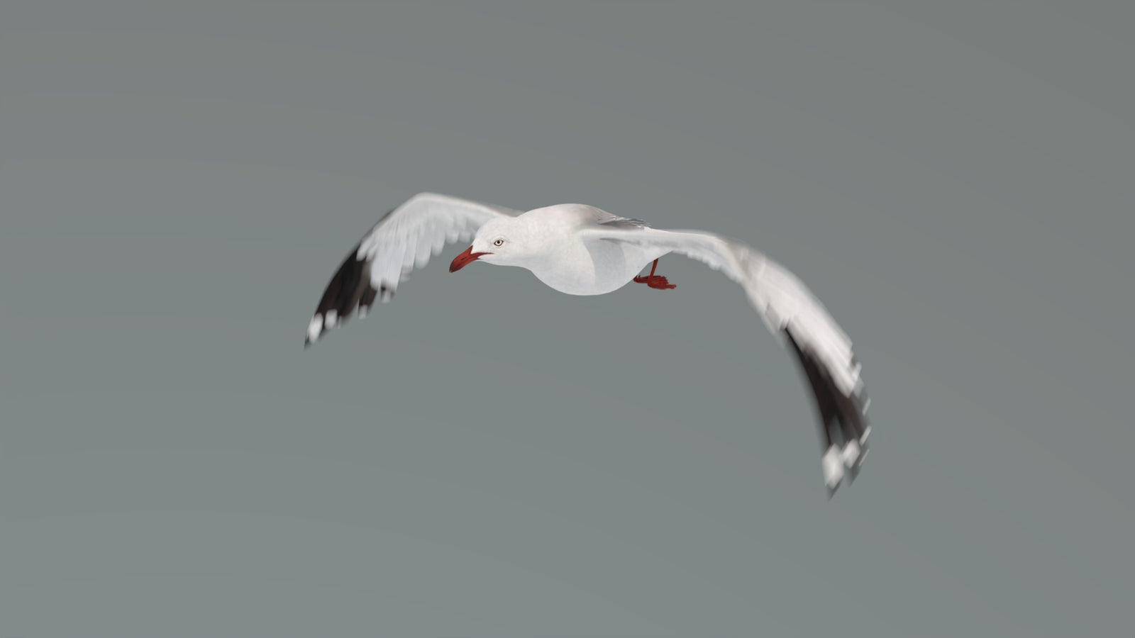 Animated Seagull 3D Model 360° view 4 frame 10