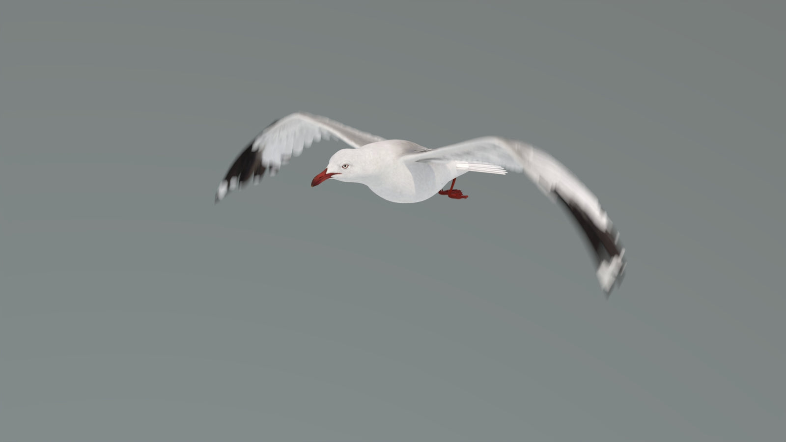 Animated Seagull 3D Model 360° view 4 frame 12
