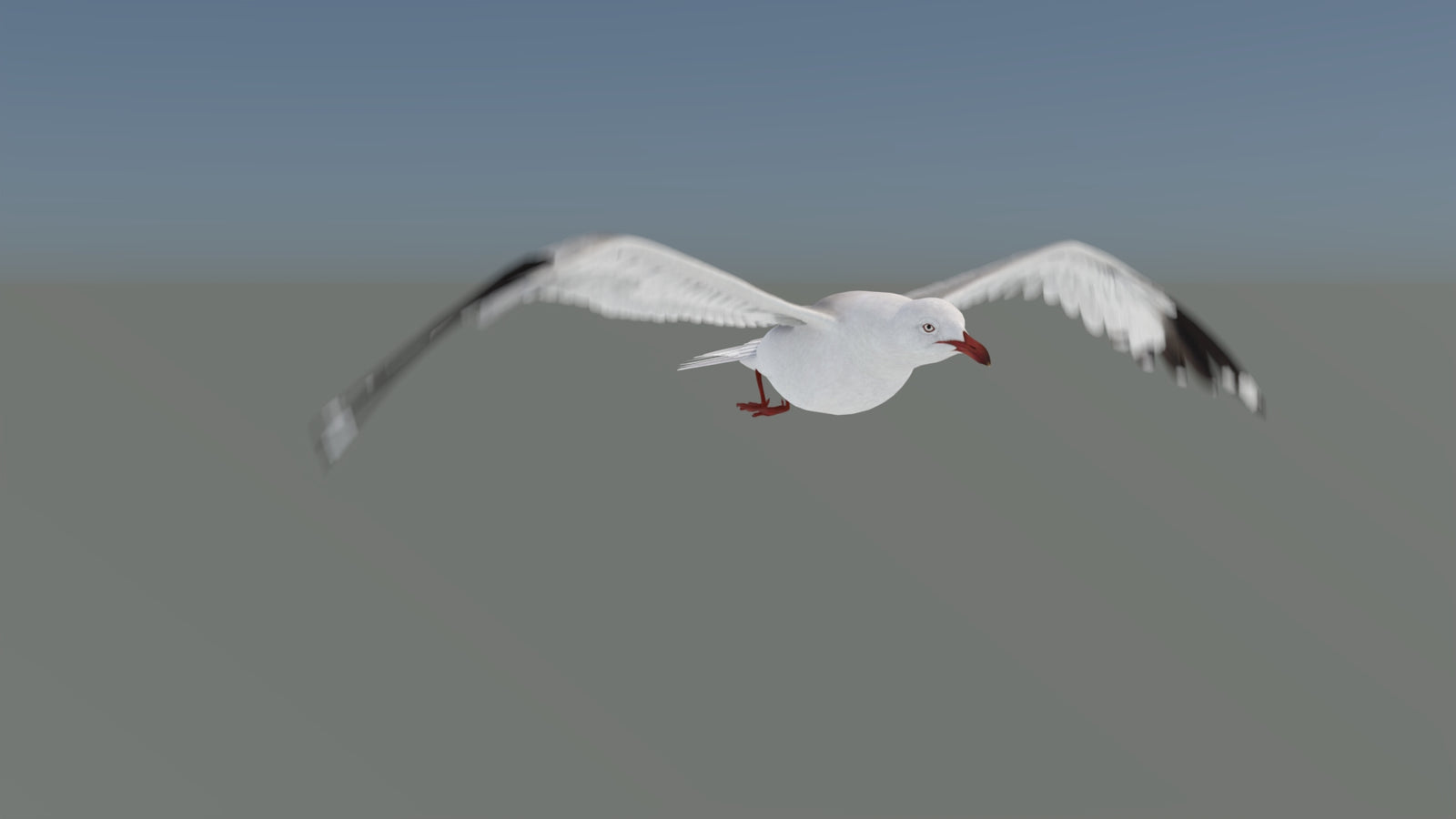 Animated Seagull 3D Model 360° view 5 frame 13