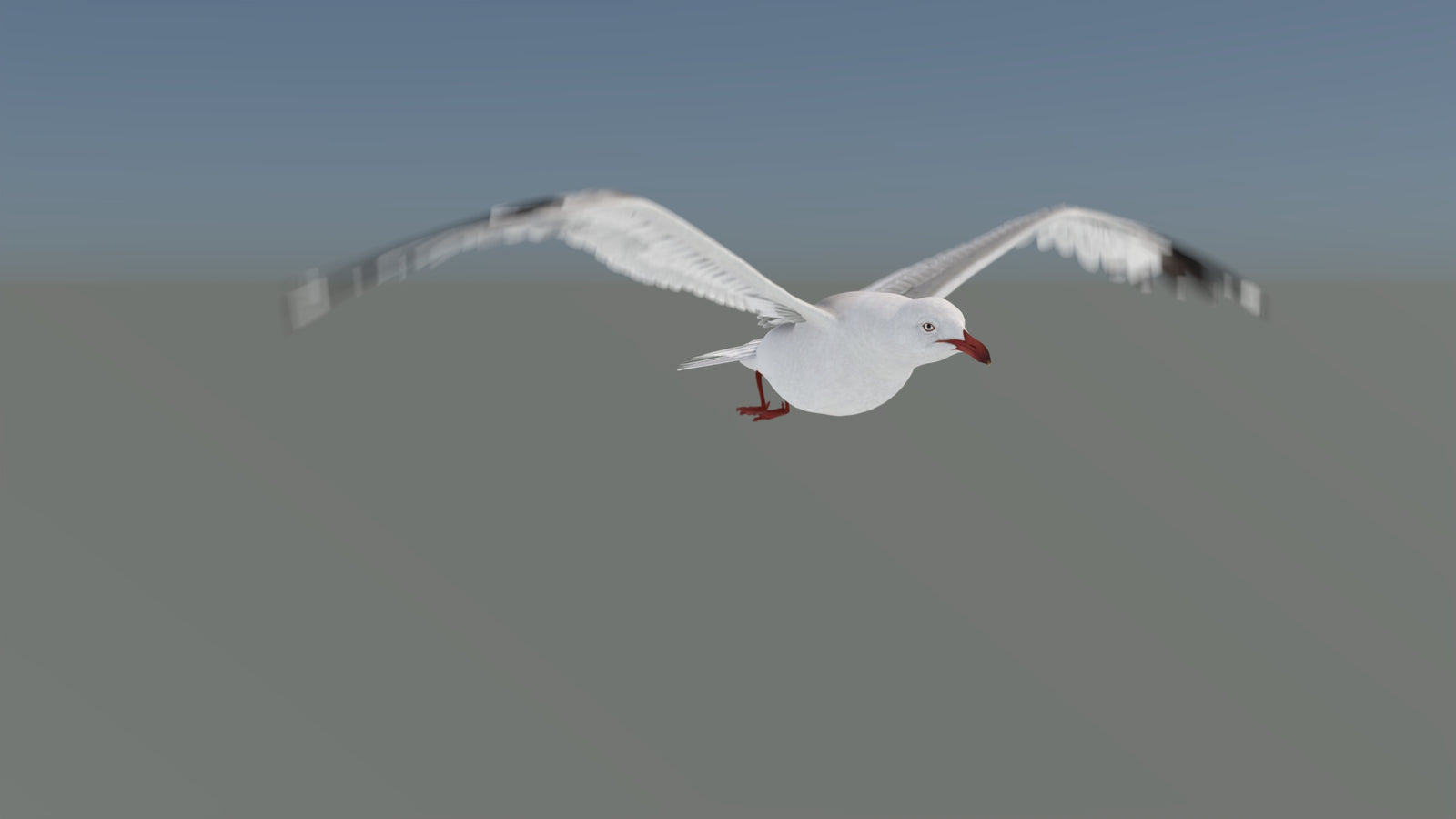 Animated Seagull 3D Model 360° view 5 frame 15