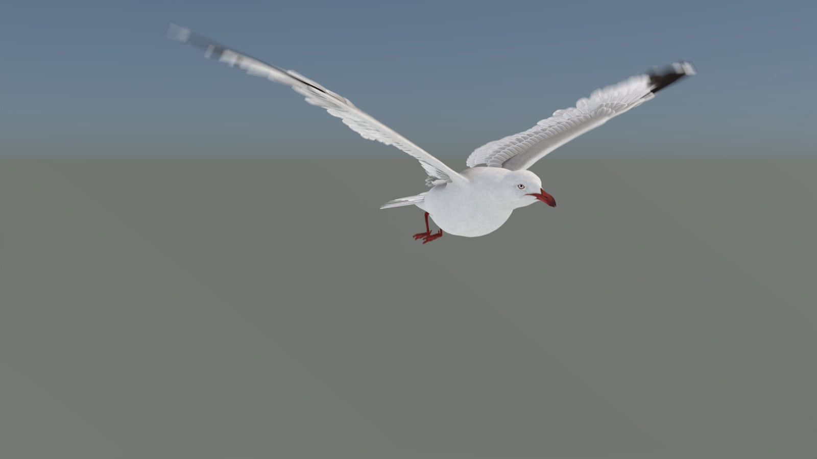 Animated Seagull 3D Model 360° view 5 frame 18