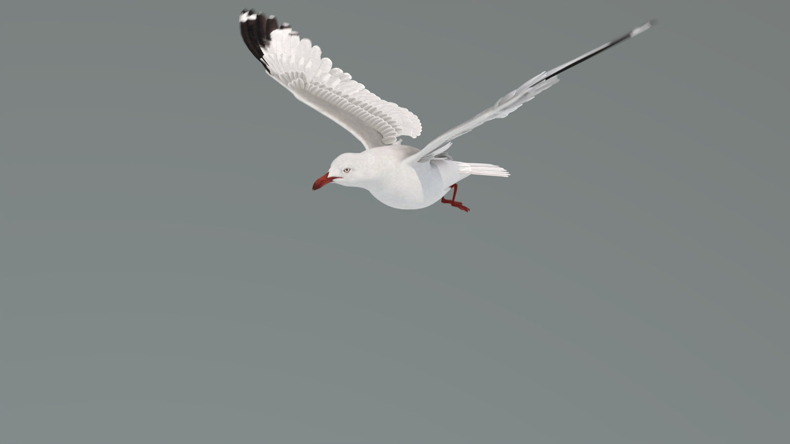 Animated Seagull 3D Model 360° view 4 frame 19
