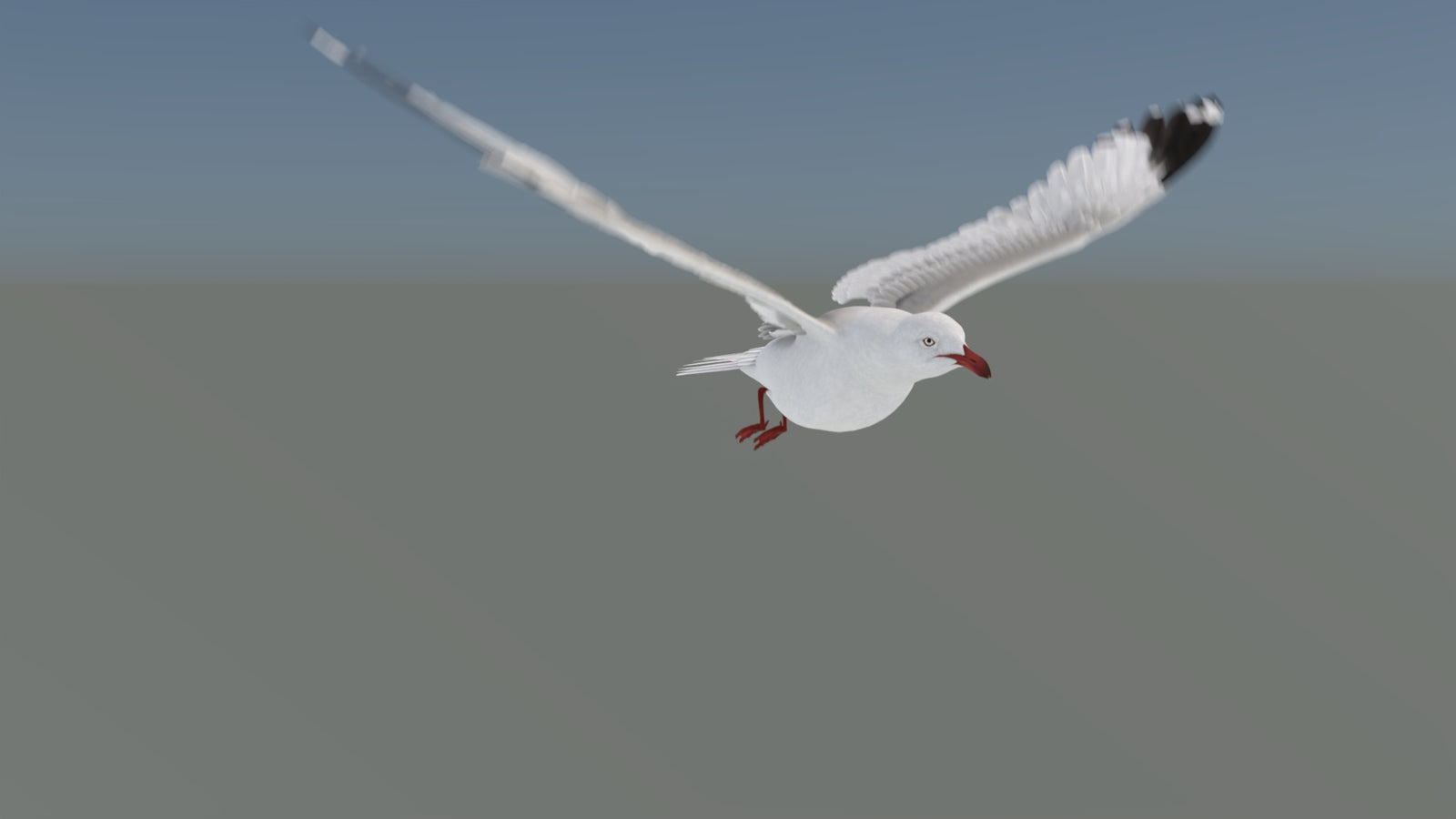 Animated Seagull 3D Model 360° view 5 frame 21