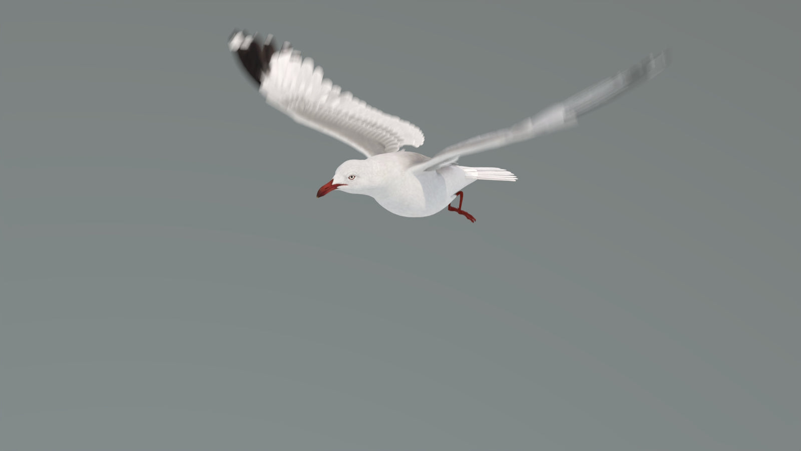 Animated Seagull 3D Model 360° view 4 frame 22