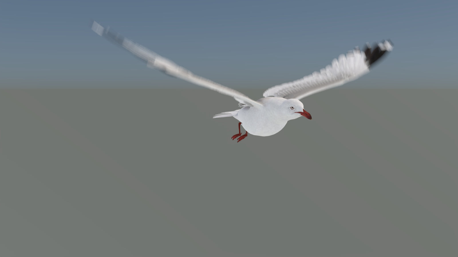 Animated Seagull 3D Model 360° view 5 frame 22