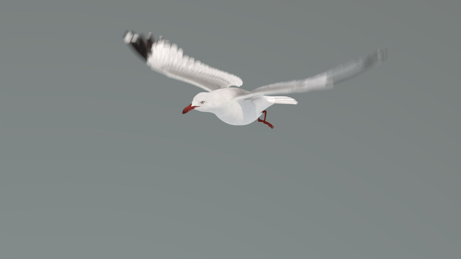 Animated Seagull 3D Model 360° view 4 frame 23