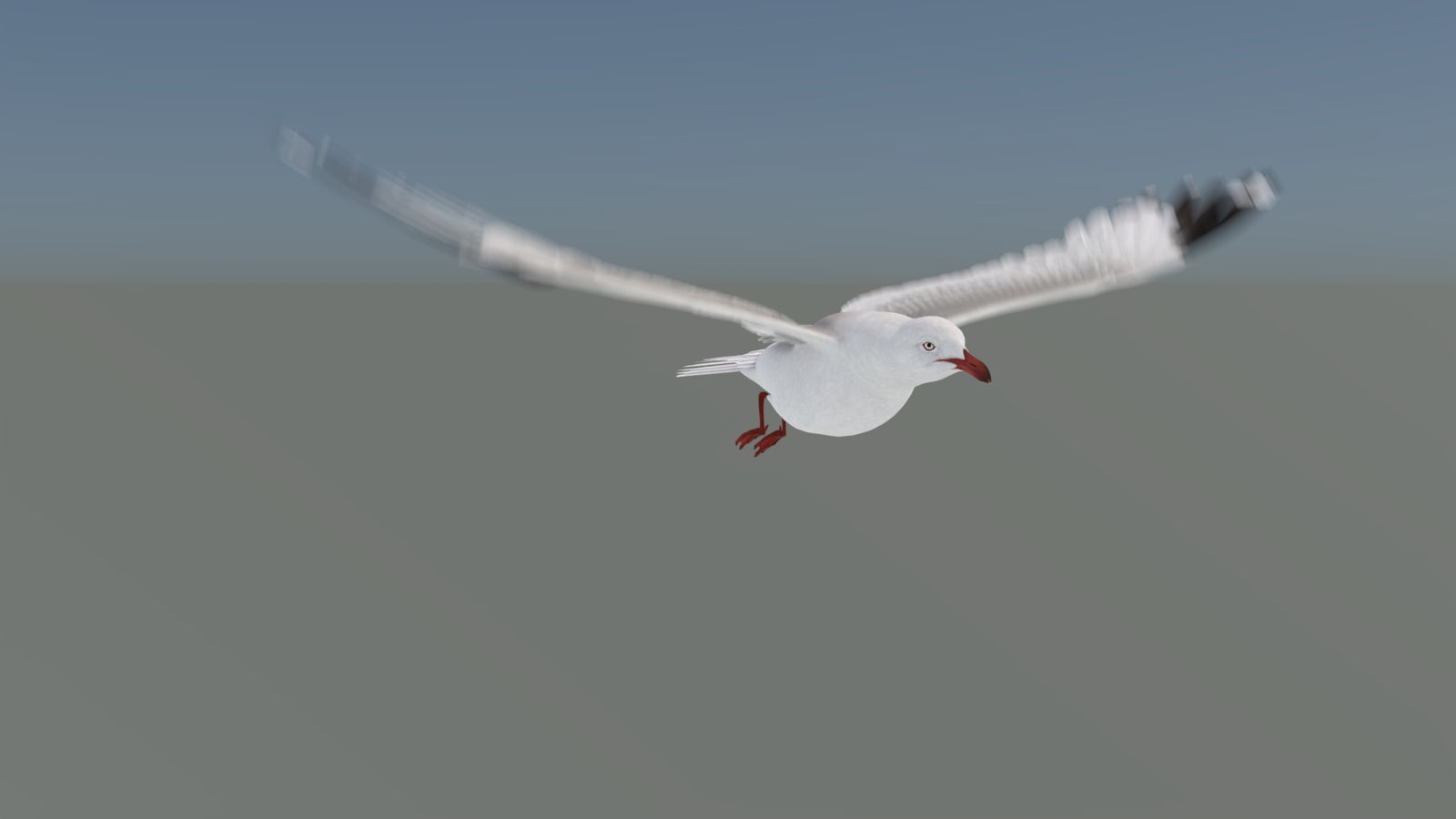 Animated Seagull 3D Model 360° view 5 frame 23