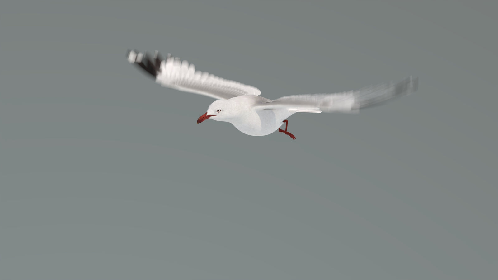 Animated Seagull 3D Model 360° view 4 frame 24