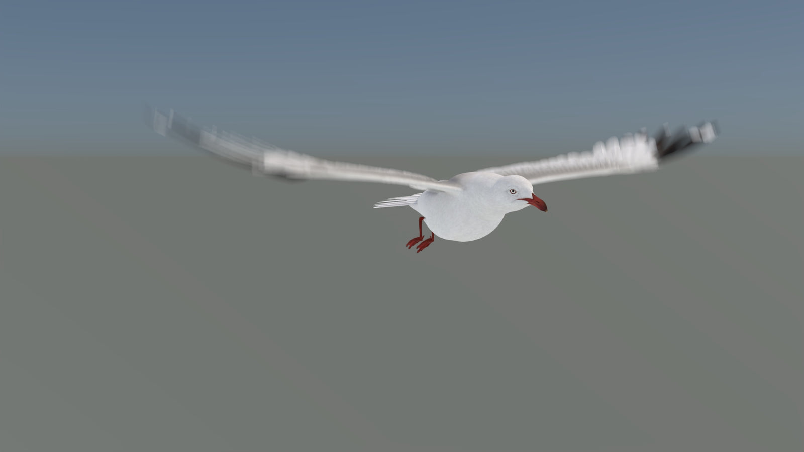 Animated Seagull 3D Model 360° view 5 frame 24
