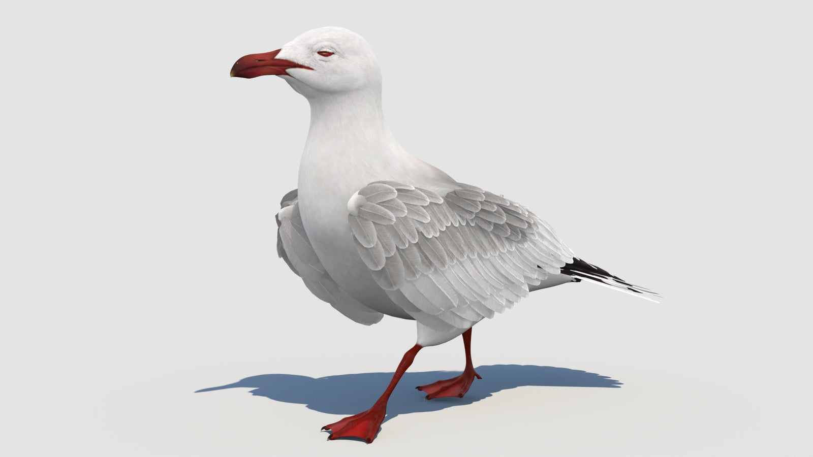 Animated Seagull 3D Model 360° view 3 frame 8