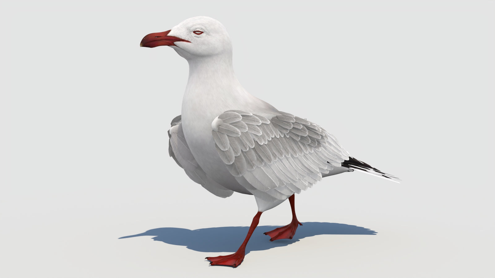 Animated Seagull 3D Model 360° view 3 frame 9
