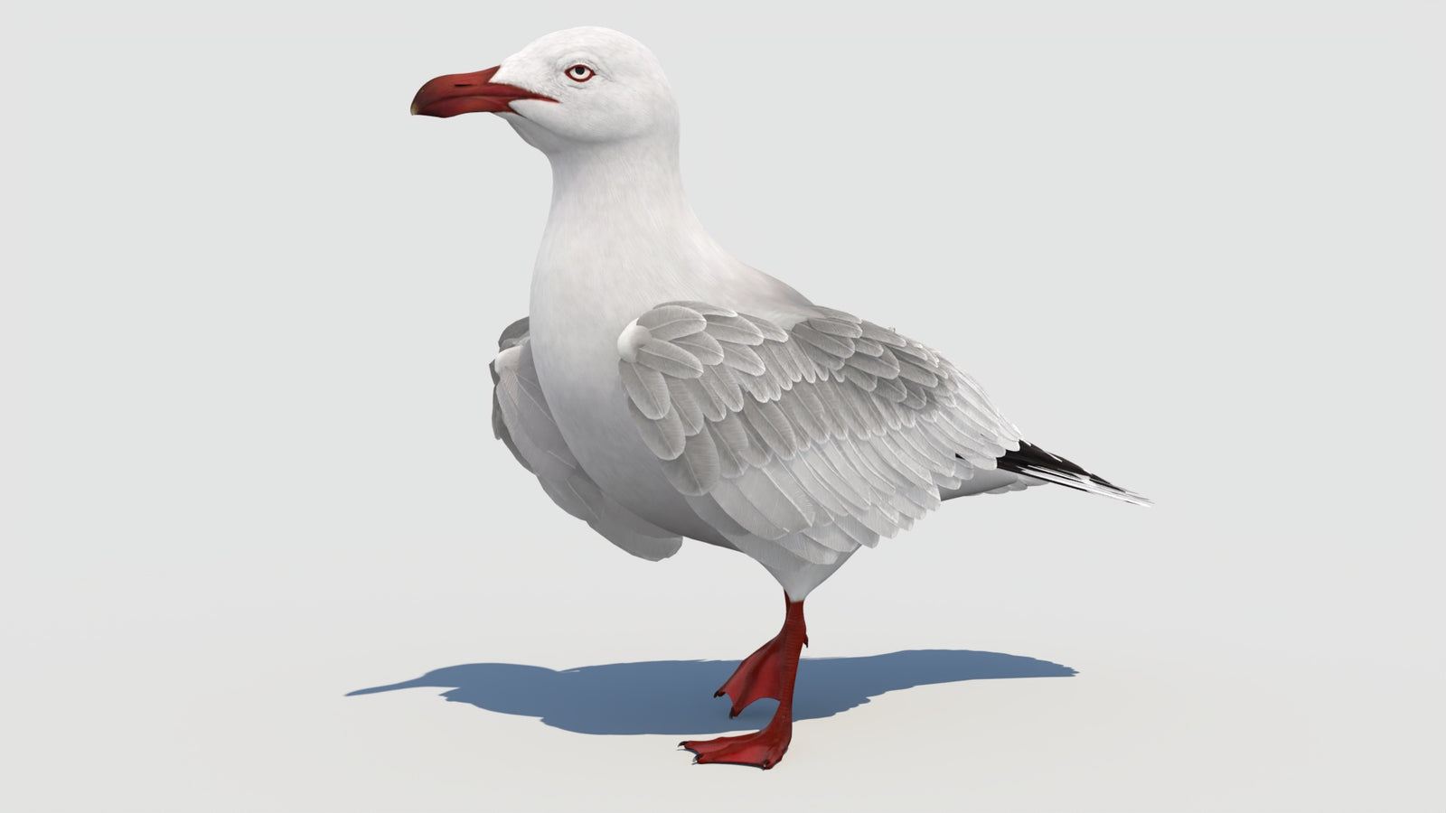 Animated Seagull 3D Model 360° view 3 frame 11