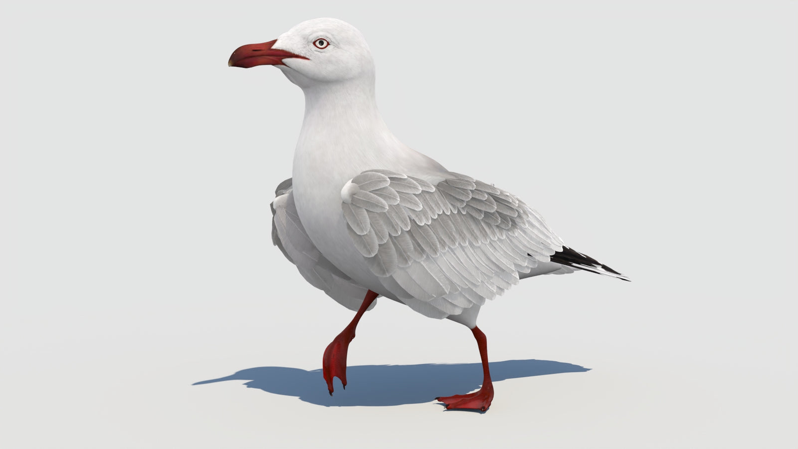 Animated Seagull 3D Model 360° view 3 frame 14