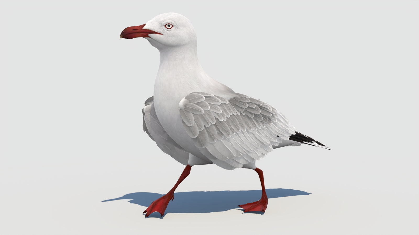 Animated Seagull 3D Model 360° view 3 frame 15