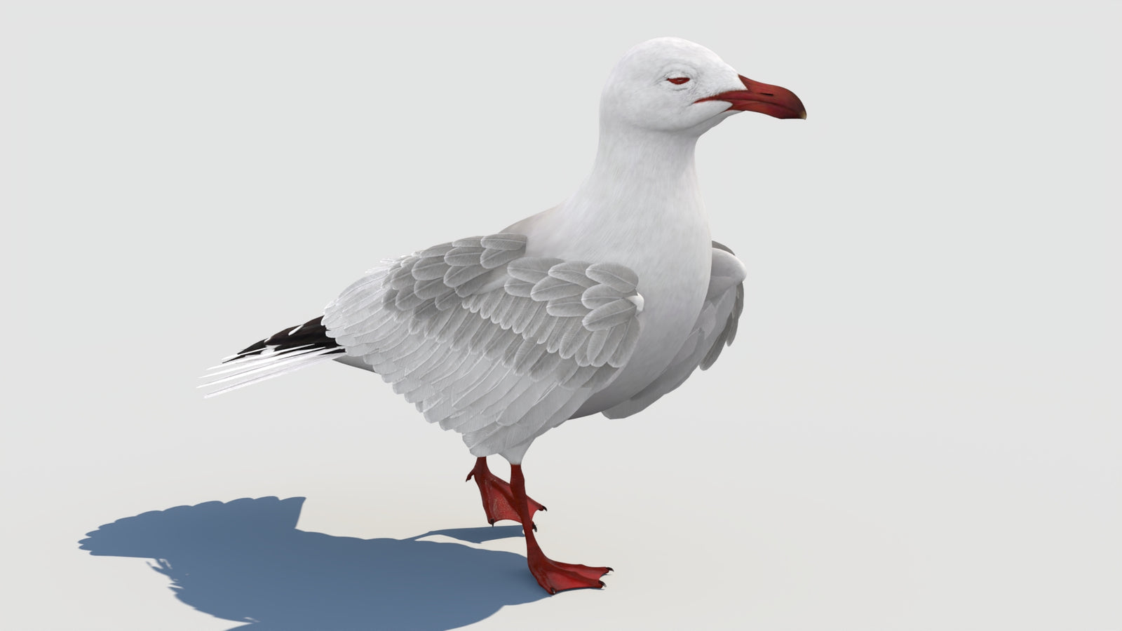 Animated Seagull 3D Model 360° view 2 frame 5
