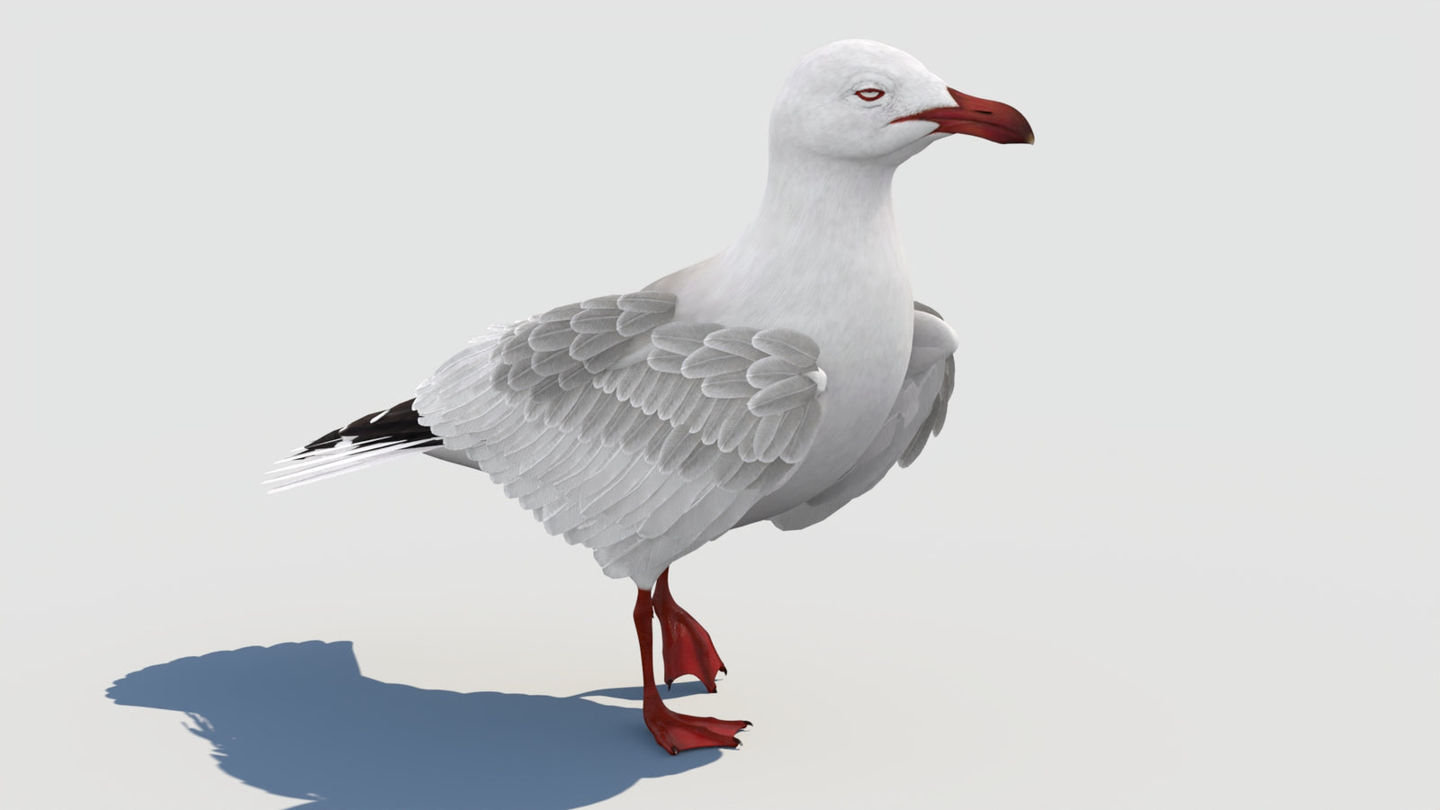 Animated Seagull 3D Model 360° view 2 frame 7
