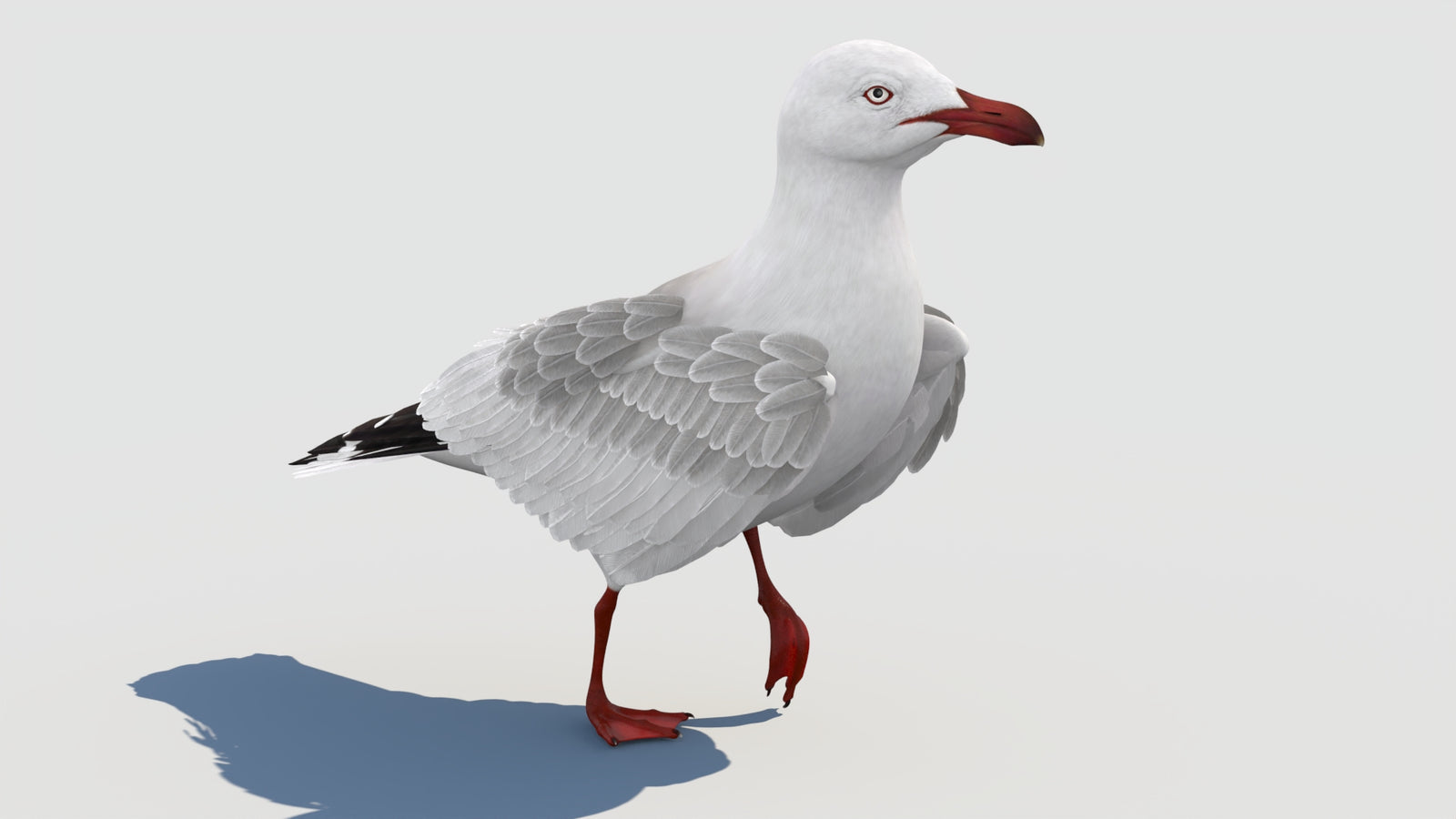 Animated Seagull 3D Model 360° view 2 frame 11