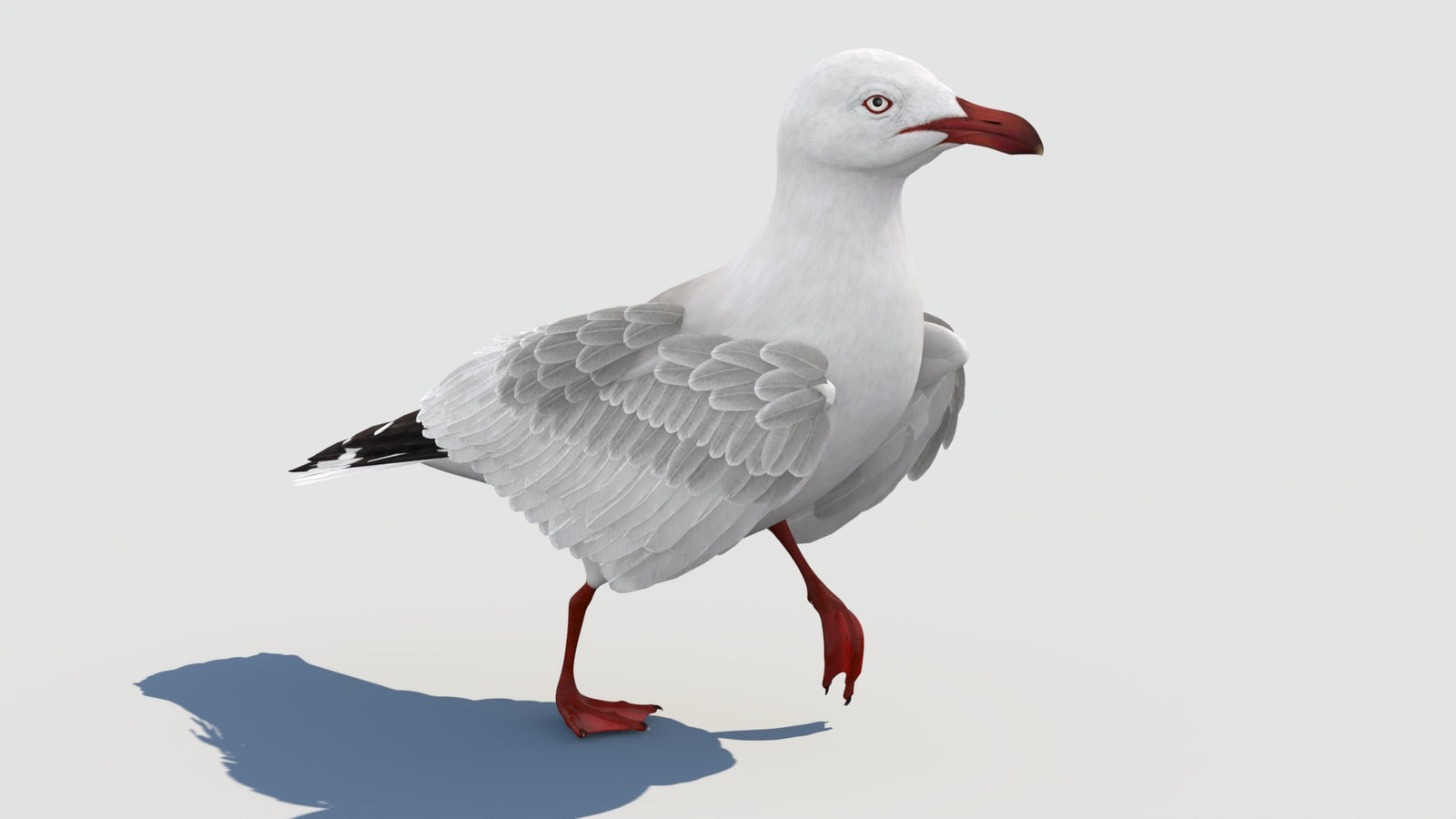 Animated Seagull 3D Model 360° view 2 frame 13