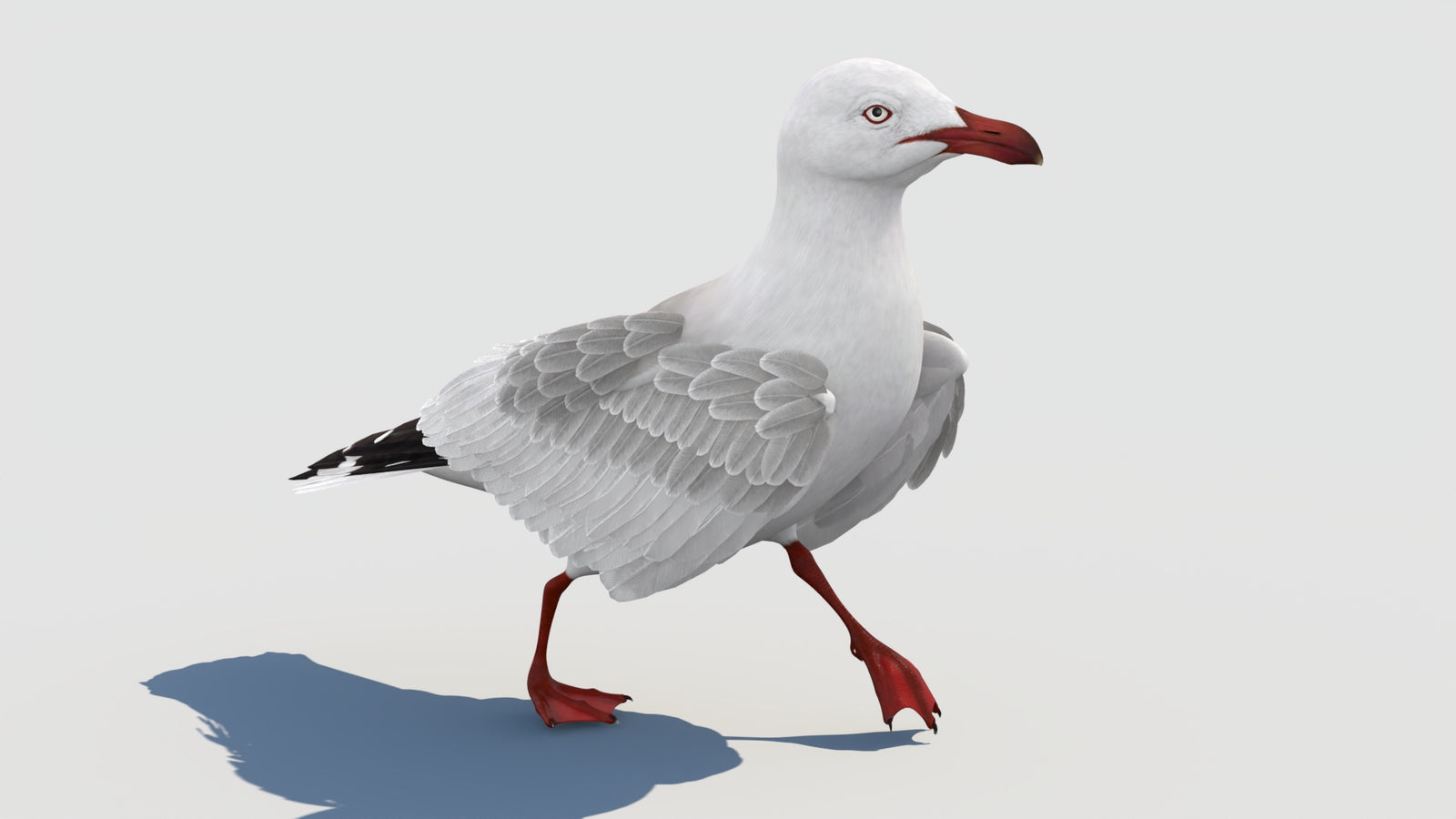 Animated Seagull 3D Model 360° view 2 frame 15