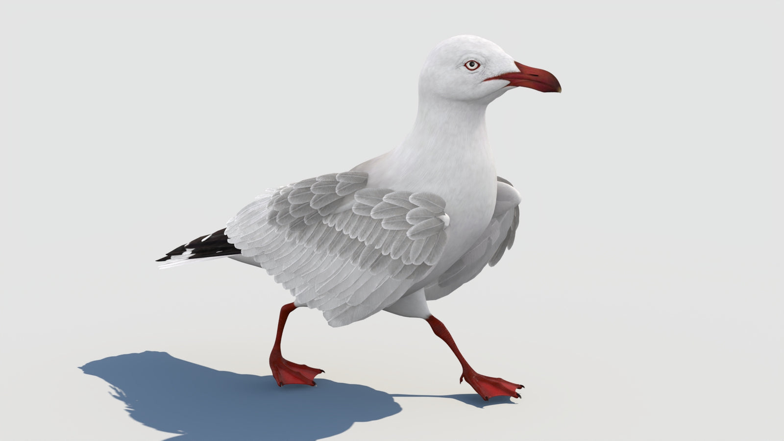 Animated Seagull 3D Model 360° view 2 frame 17