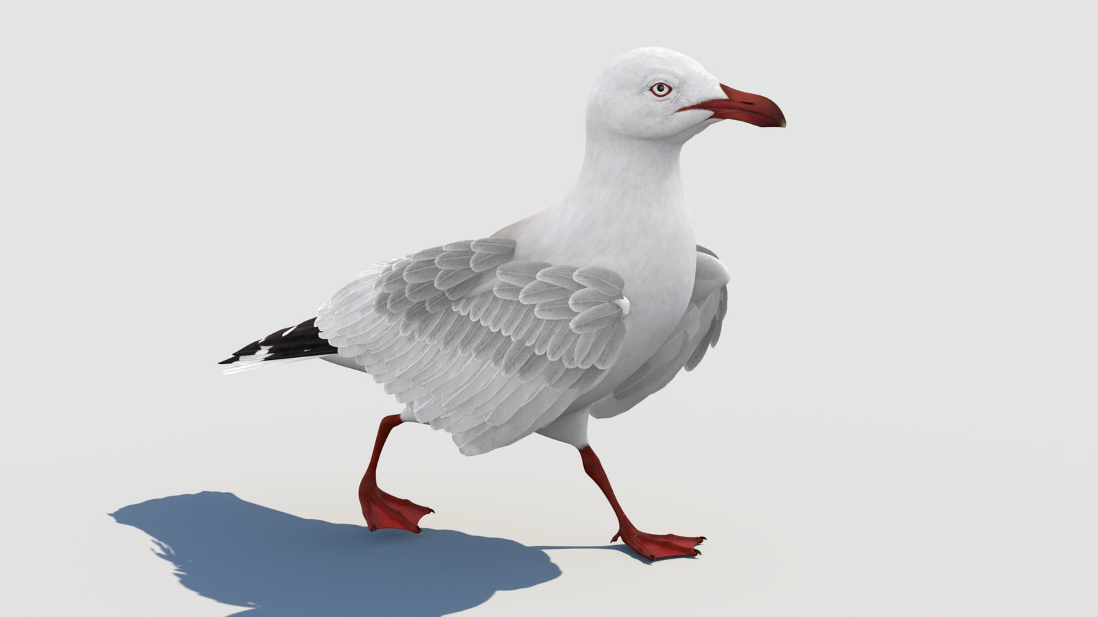 Animated Seagull 3D Model 360° view 2 frame 20