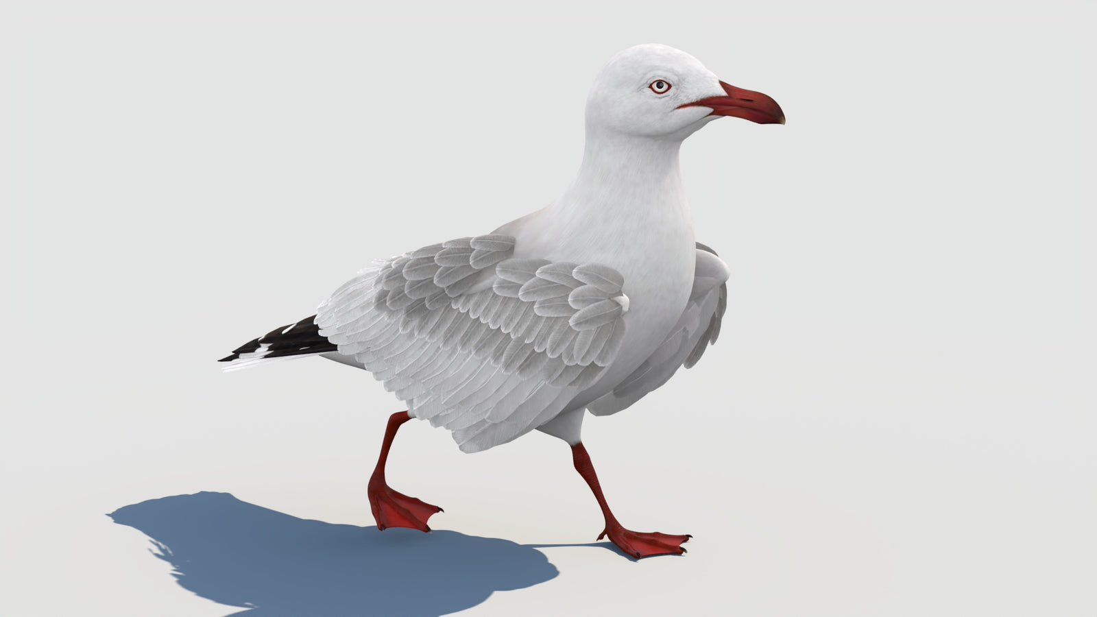 Animated Seagull 3D Model 360° view 2 frame 21