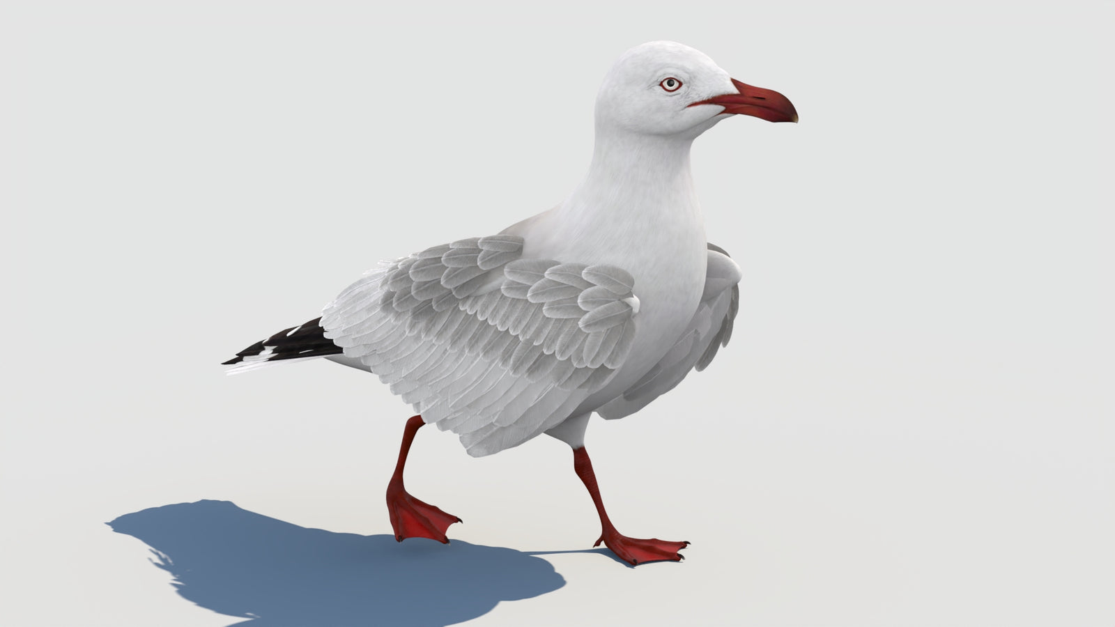Animated Seagull 3D Model 360° view 2 frame 22