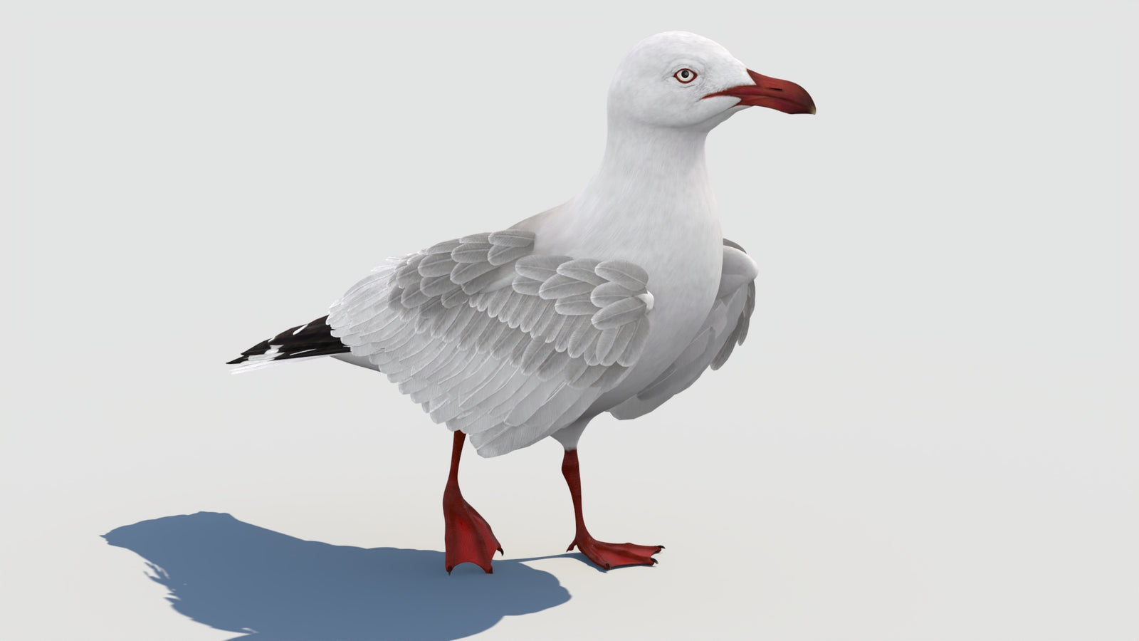 Animated Seagull 3D Model 360° view 2 frame 25