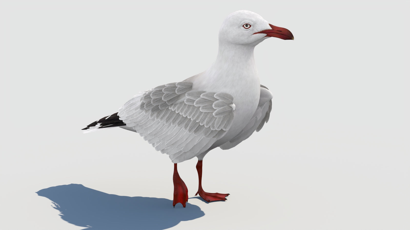 Animated Seagull 3D Model 360° view 2 frame 27