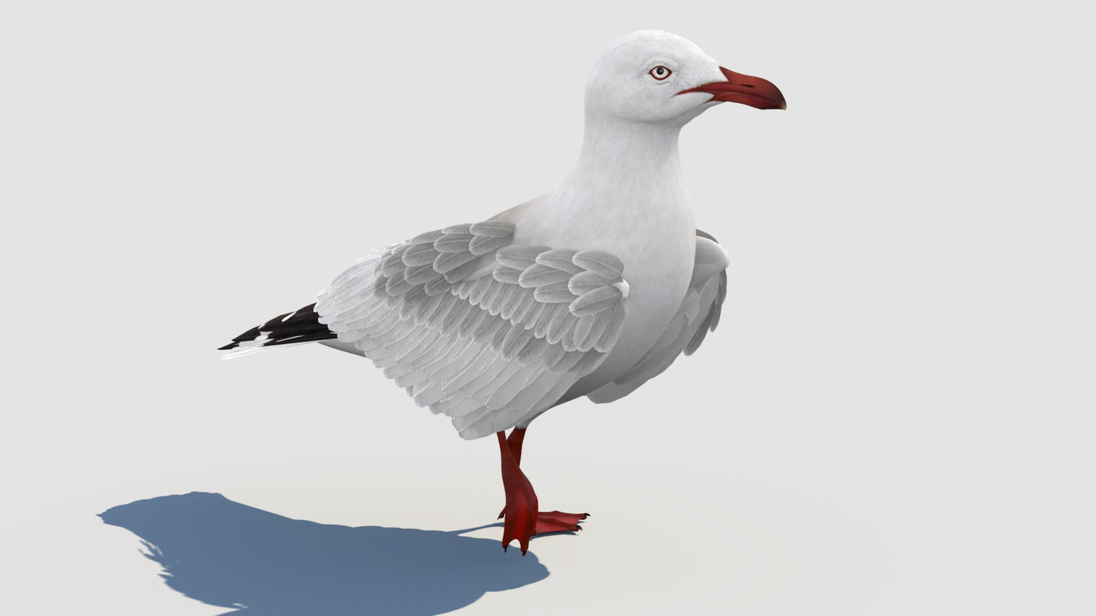 Animated Seagull 3D Model 360° view 2 frame 29