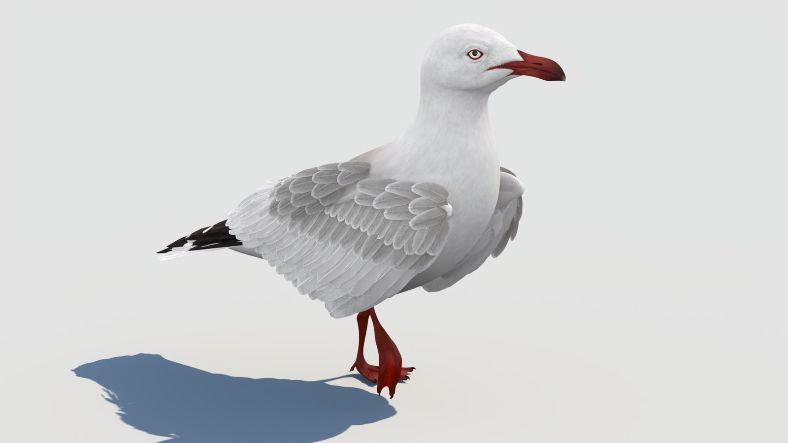 Animated Seagull 3D Model 360° view 2 frame 30