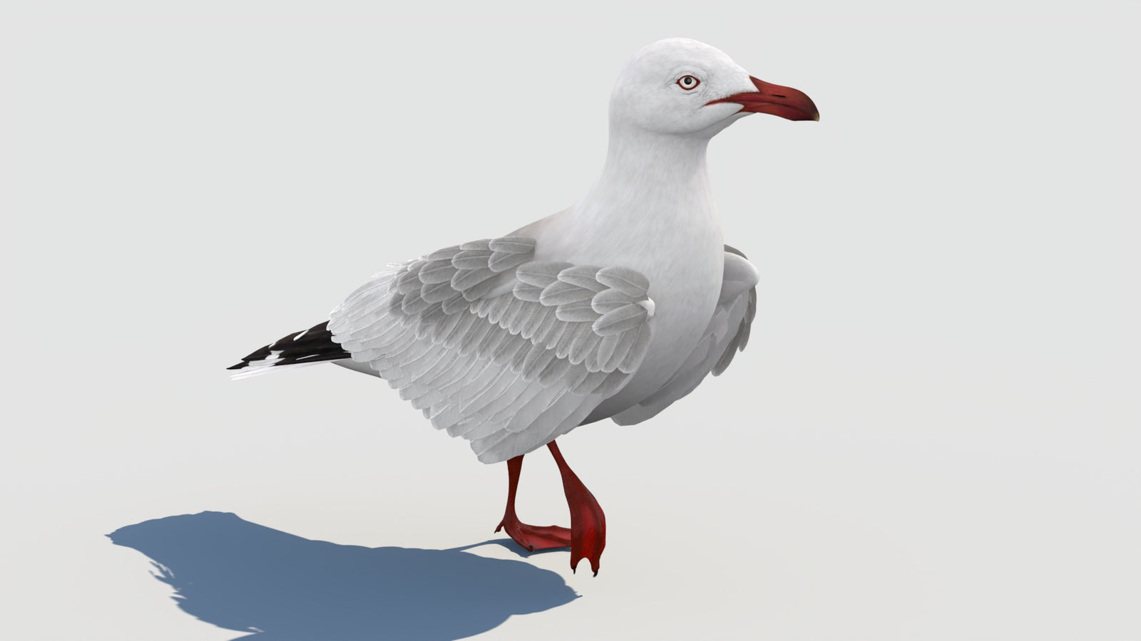 Animated Seagull 3D Model 360° view 2 frame 31