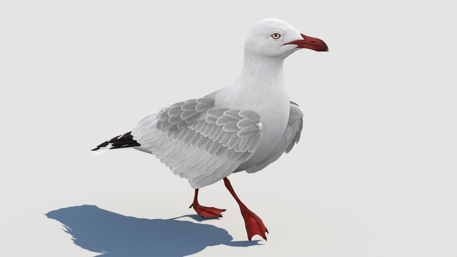 Animated Seagull 3D Model 360° view 2 frame 33