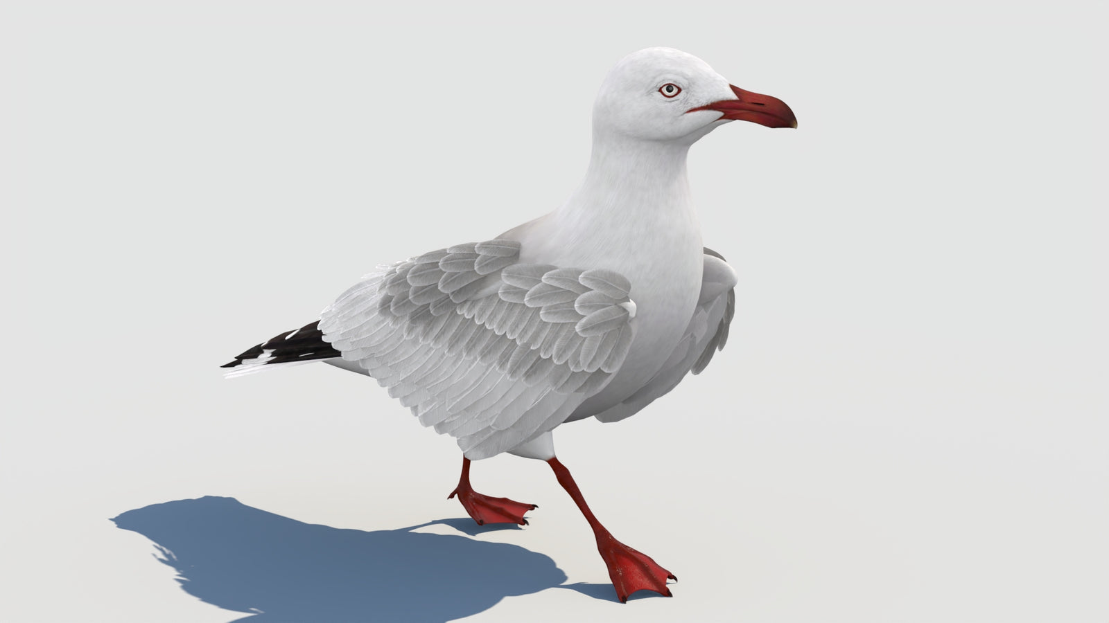 Animated Seagull 3D Model 360° view 2 frame 34