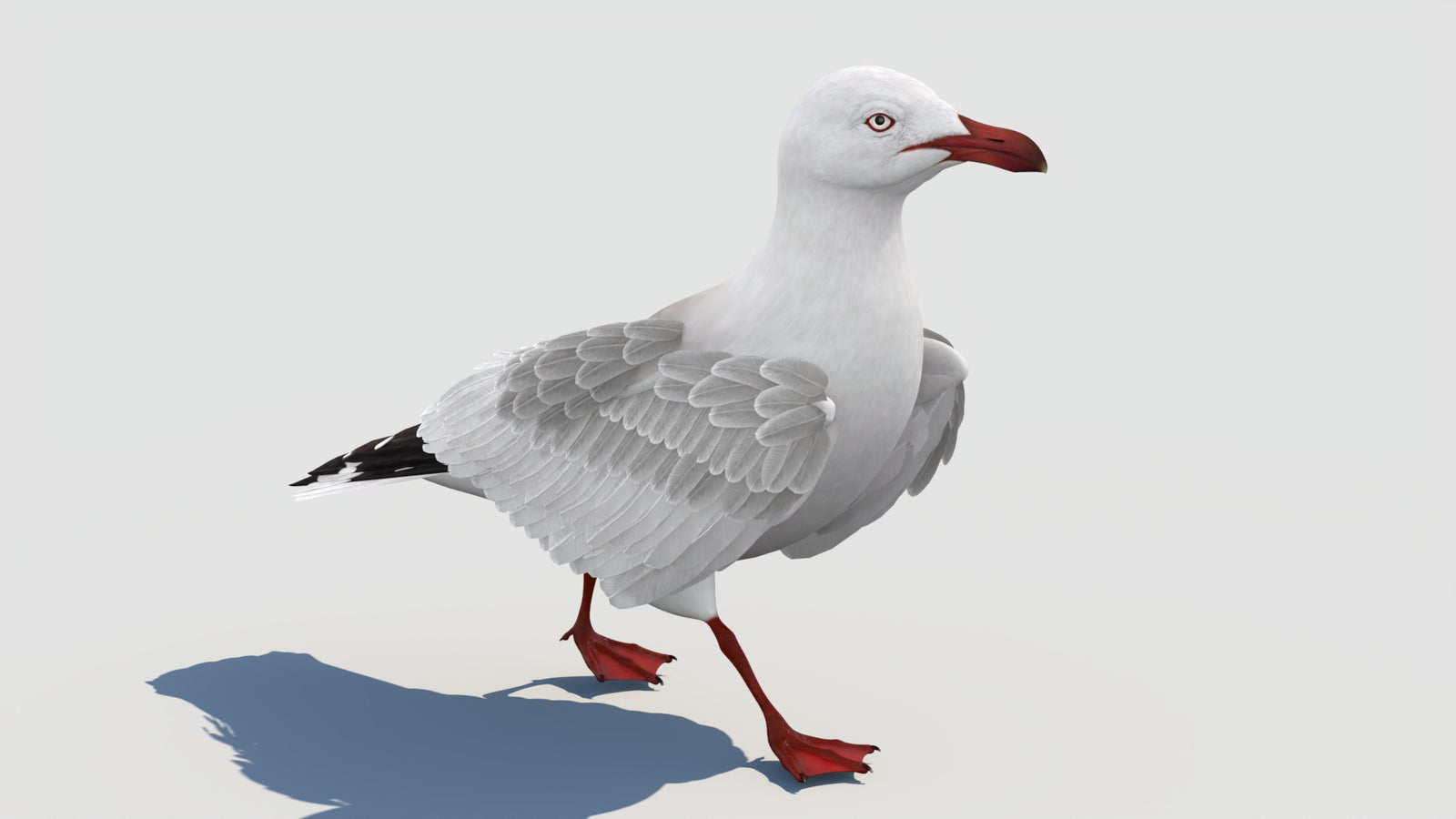 Animated Seagull 3D Model 360° view 2 frame 36