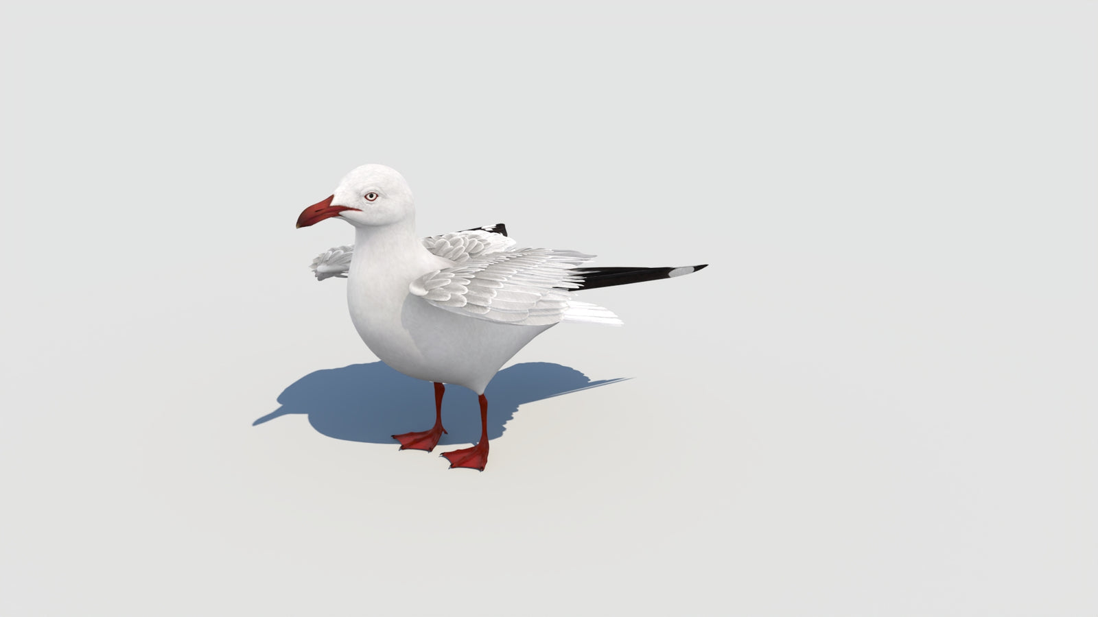 Animated Seagull 3D Model 360° view 6 frame 2