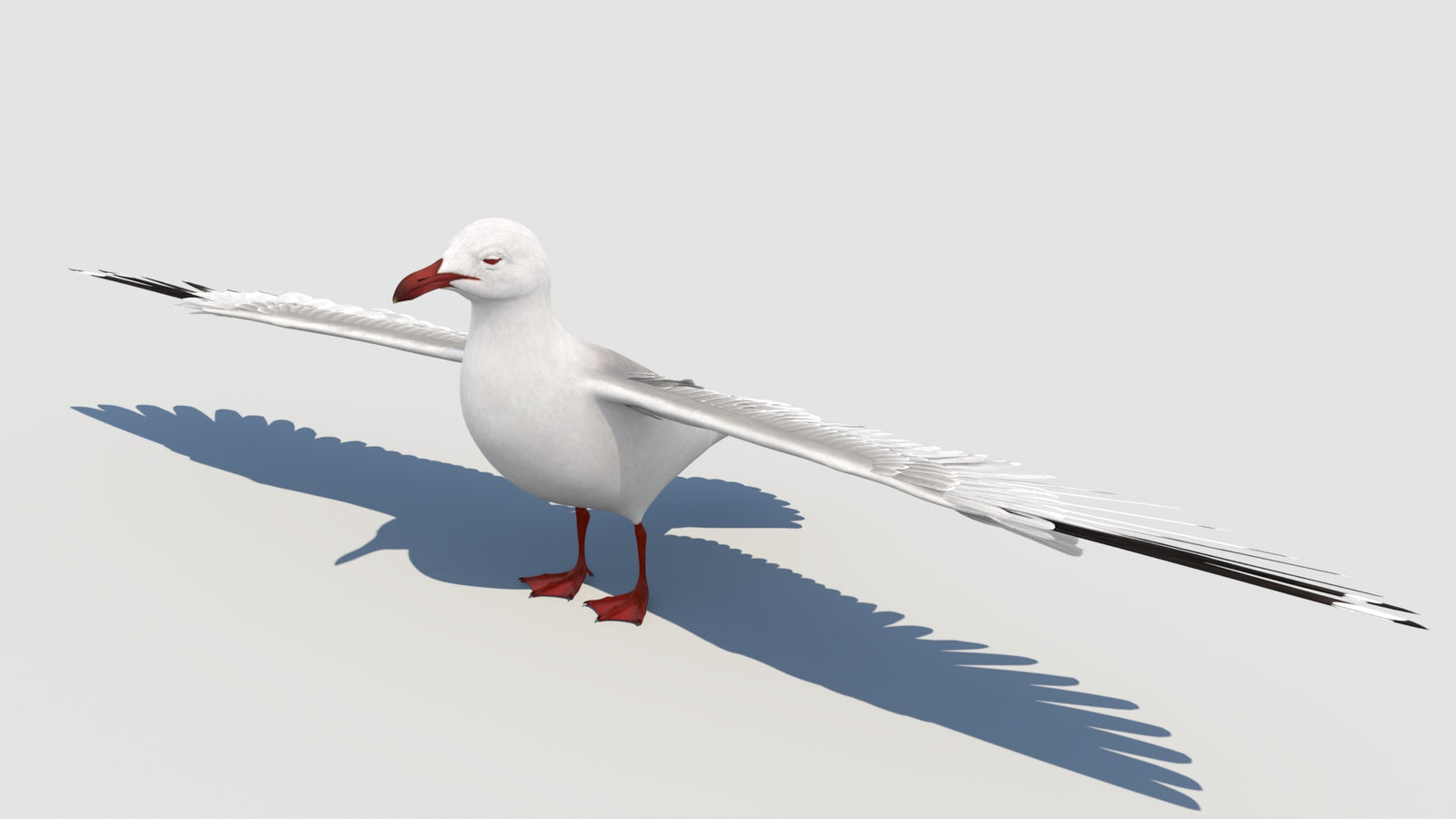 Animated Seagull 3D Model 360° view 6 frame 7