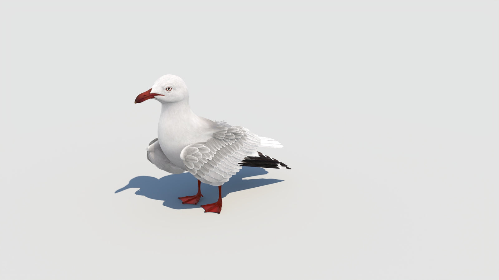 Animated Seagull 3D Model 360° view 6 frame 12