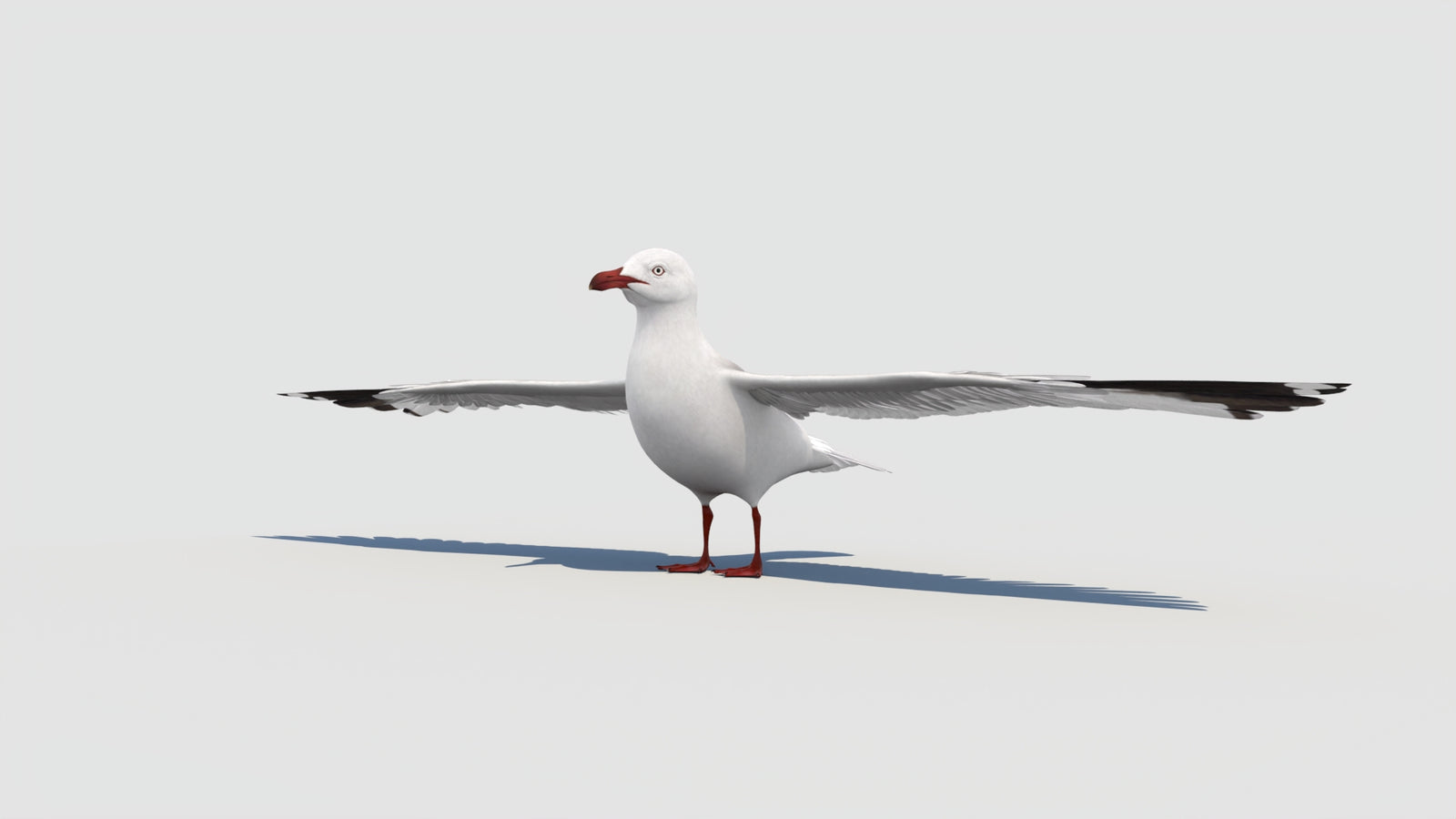 Seagull 3D Model 360° view 1 frame 5