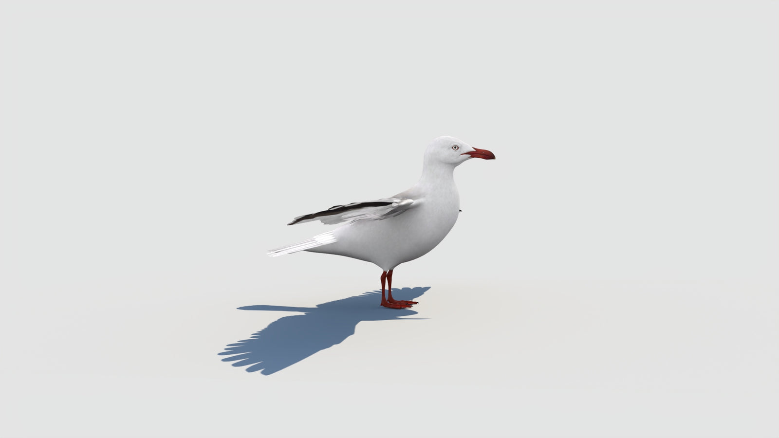 조작된 갈매기 3D 모델 360° view 2 frame 17