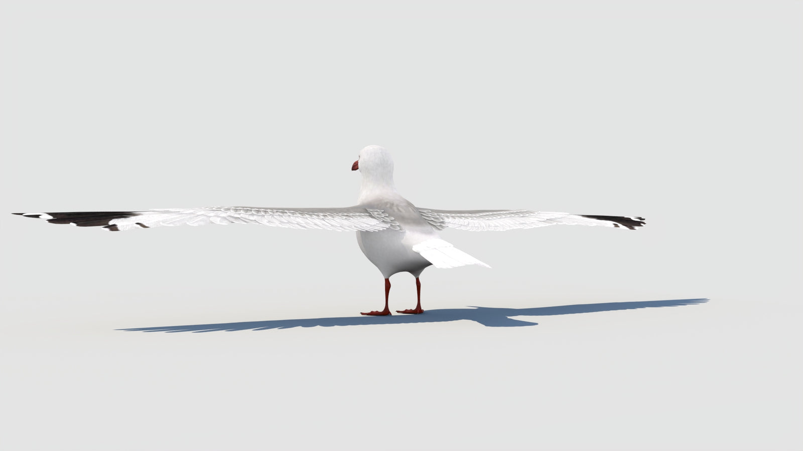 조작된 갈매기 3D 모델 360° view 2 frame 30