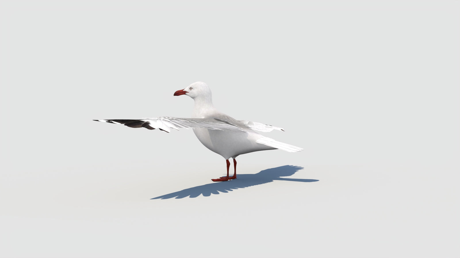 Seagull 3D Model 360° view 1 frame 34