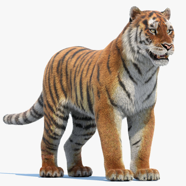 Siberian Tiger 3D Model Fur