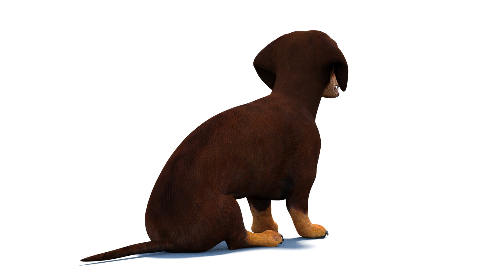 Animated Dachshund Dog 3D Model 360° view 2 frame 12
