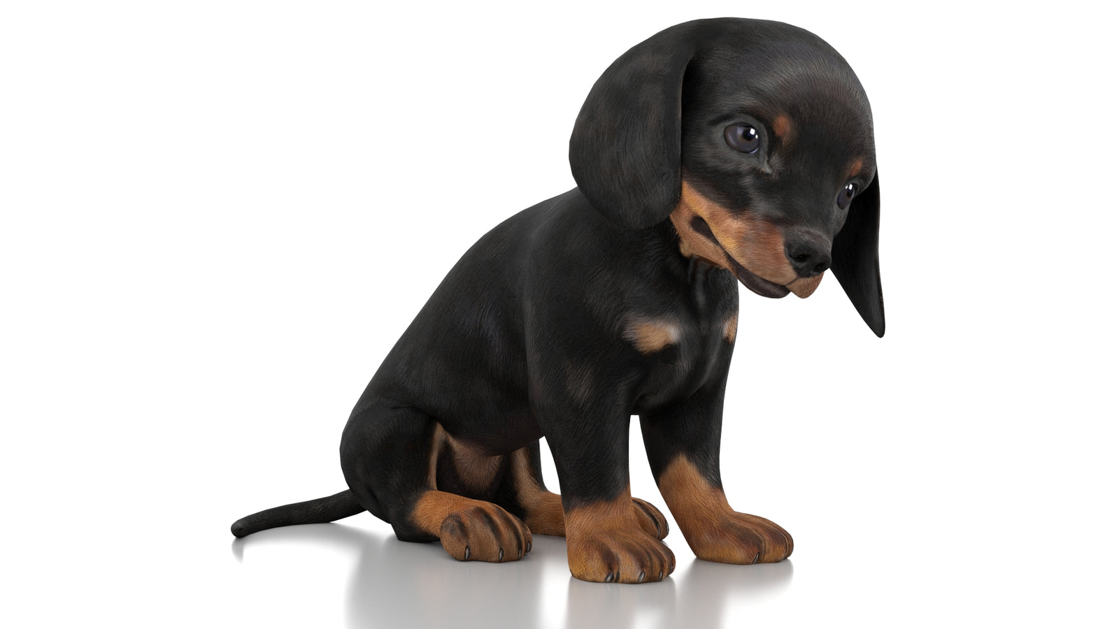 Dachshund Dog Puppy 3D Model Rigged 360° view 3 frame 2